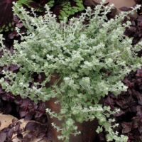 Silver Helichrysum Silver Mist