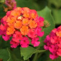 Cherry Sunrise Lantana Bandana Cherry Sunrise