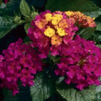 Cherry Lantana Bandana Cherry