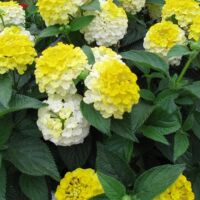 Lemon Zest Lantana Bandana Lemon Zest