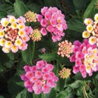 Pink Lantana Bandana Pink
