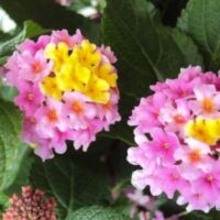 Rose Glow Lantana Landmark Rose Glow