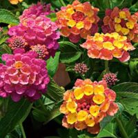 Rose Sunrise Lantana Landmark Rose Sunrise
