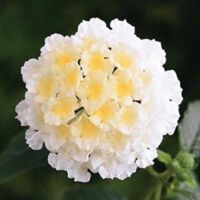 White Lantana Landmark White
