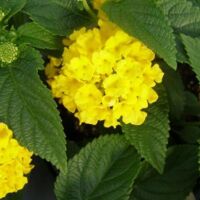 Yellow Lantana Landmark Yellow