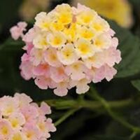 Lavender Lantana Lucky Lavender