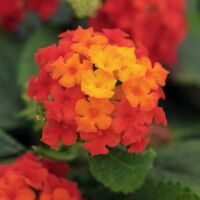 Red Lantana Lucky Red
