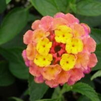 Sunrise Rose Lantana Lucky Sunrise Rose