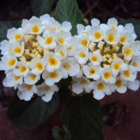 White Lantana Lucky White