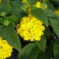 Yellow Lantana Lucky Yellow