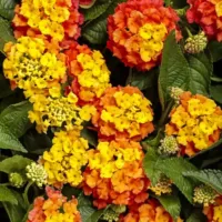 Basket Tangleglow Lantana Luscious Basket Tangleglow