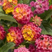 Berry Blend Lantana Luscious Berry Blend
