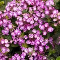 Grape Lantana Luscious Grape