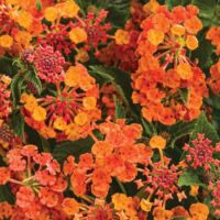 Marmalade Lantana Luscious Marmalade