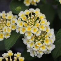 Royale Pina Colada Lantana Luscious Pina Colada