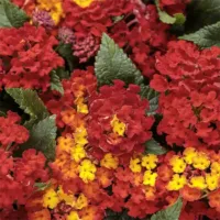 Red Zone Lantana Luscious Red Zone