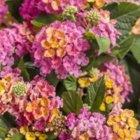 Royale Cosmo Lantana Luscious Royale Cosmo