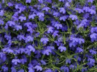 Trail Dark Blue Lobelia Techno Trailing Dark Blue