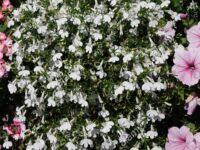 Trail White Lobelia Techno Trailing White