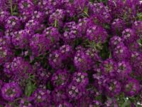 Purple Lobularia Stream Purple