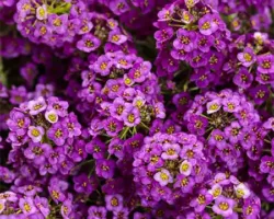 Violet Knight Lobularia Violet Knight
