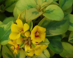 Lemon Variegated Lysmachia Lemon Variegated