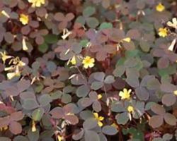 Burgundy Oxalis Burgundy