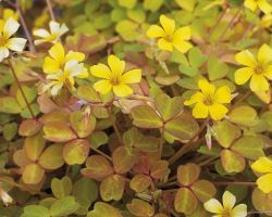Fireglow Oxalis Fireglow