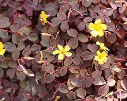 Zindfandel Oxalis Zindfandel