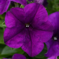 Amethyst Petunia Colorblitz Amethyst