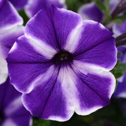 Blue Stardust Petunia Colorblitz Blue Stardust