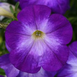 Bluefiric Petunia Colorblitz Bluefiric