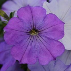 Lavender Shade Petunia Colorblitz Lavender Shade