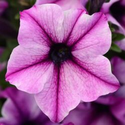Rose Stardust Petunia Colorblitz Rose Stardust