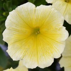 Yellow Petunia Colorblitz Yellow