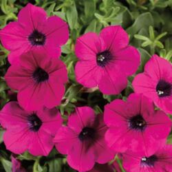 Purple Petunia Dekko Purple