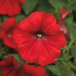 Red Petunia Dekko Red