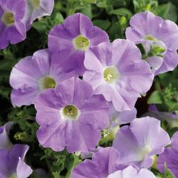 Sky Blue Petunia Dekko Sky Blue