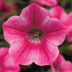 Star Rose Petunia Dekko Star Rose