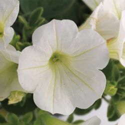 White Petunia Dekko White