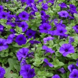 Blue Petunia Easy Wave Blue