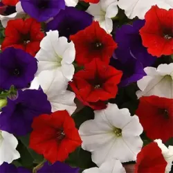 Mix The Flag Petunia Easy Wave Mix The Flag