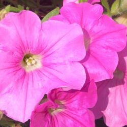 Pink Petunia Easy Wave Pink