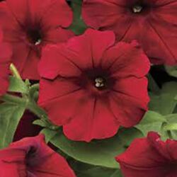 Red Velour Petunia Easy Wave Red Velour