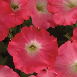 Rosy Dawn Petunia Easy Wave Rosy Dawn