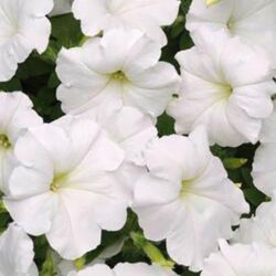 White Petunia Easy Wave White