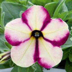 Banana Cherry Swirl Petunia Headliner Banana Cherry Swirl