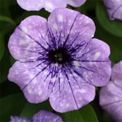 Crystal Sky Petunia Headliner Crystal Sky