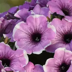 Lavender Picotee Petunia Headliner Lavender Picotee