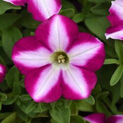 Raspberry Swirl Petunia Headliner Raspberry Swirl